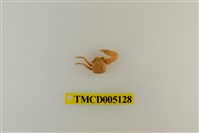 藏品(鋸額豆瓷蟹)的圖片